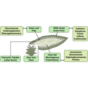 development of natural cosmetic and edible wellness products in aloe vera