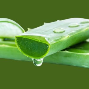 harvesting of medicinal and ayurvedic herbs pure gel